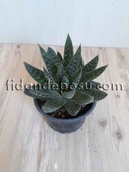 ALOE ARİSTATA VARİEGATA BİTKİSİ - 1