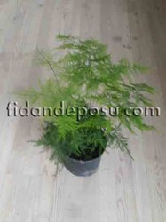 ASPARAGUS SETACEUS (Yabani kuşkonmaz,Tül çiçeği)BİTKİSİ - 1