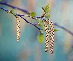 BETULA ALBA (Huş) FİDANI - 1