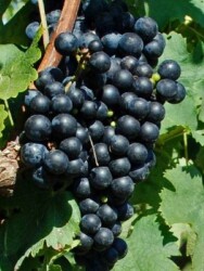 CABERNET FRANC ASMA FİDANI - 