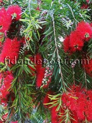 CALLISTEMON CITRİNUS LANCEOLATUS (Fırça çalısı) BİTKİSİ - 1