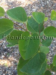 CERCIS SILIQUASTRUM (Erguvan)BİTKİSİ - 2