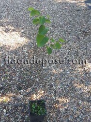 CERCIS SILIQUASTRUM (Erguvan)BİTKİSİ - 3