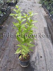 CESTRUM NOCTURNUM (Parfüm çiçeği) BİTKİSİ - 1