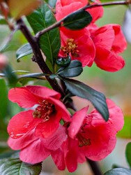 CHAENOMELES (CYDONIA) JAPONICA(Bahardalı) BİTKİSİ - 1