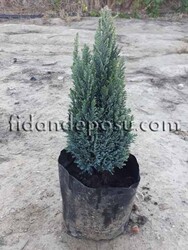 CHAMAECYPARIS LAWSONIANA 'ELLWOOD'S GOLD'(Altuni Elvodi yalancı servisi) BİTKİSİ - 1