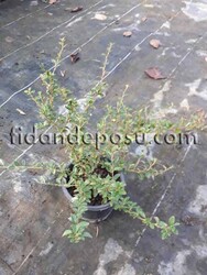 COTONEASTER DAMMERİ(Dağ muşmulası) BİTKİSİ - 1