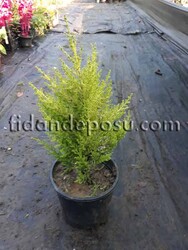 CUPRESSUS MACROCARPA GOLDCREST (Limoni Servi) - 1