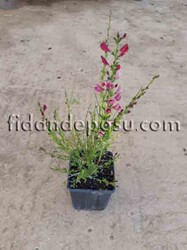 CYTISUS SCOPARIUS 'BOSKOOP RUBY'(Bodur katır tırnağı,süpürge çalısı) BİTKİSİ - 1