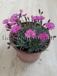 DIANTHUS PLUMARIUS (Alp karanfili) - 1