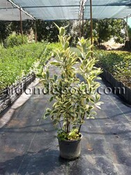 EUONYMUS JAPONICUS 'BRAVO' (Bravo taflan) BİTKİSİ - 1