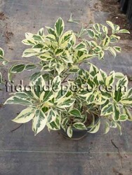 FICUS BENJAMİNA STARLİGHT (Alacalı benjamin) BİTKİSİ - 1