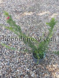 GREVILLEA JUNIPERINA (Gravilla) BİTKİSİ - 2