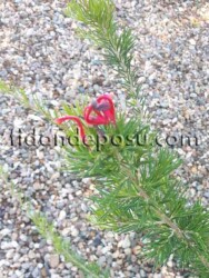 GREVILLEA JUNIPERINA (Gravilla) BİTKİSİ - 1