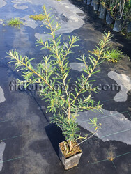 HIPPOPHAE RHAMNOIDES (Yalancı iğde, Çıçırgan) FİDANI - 3