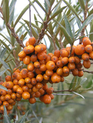 HIPPOPHAE RHAMNOIDES (Yalancı iğde, Çıçırgan) FİDANI - 1