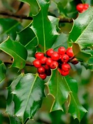 ILEX AQUIFOLIUM (Çoban püskülü) BİTKİSİ - 1