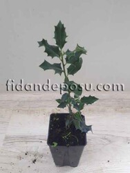 ILEX AQUIFOLIUM (Çoban püskülü) BİTKİSİ - 2