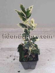 ILEX AQUIFOLIUM FEROX ARGENTEA(Alacalı çoban püskülü) BİTKİSİ - 2