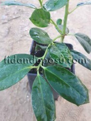 ILEX MUTCHAGARA ''NELLIE R. STEVENS'' BİTKİSİ - 1