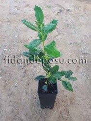 ILEX MUTCHAGARA ''NELLIE R. STEVENS'' BİTKİSİ - 2