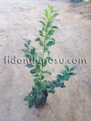 ILEX x MESERVEAE ''BLUE MAID'' BİTKİSİ - 