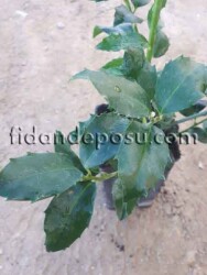 ILEX x MESERVEAE ''BLUE MAID'' BİTKİSİ - 2