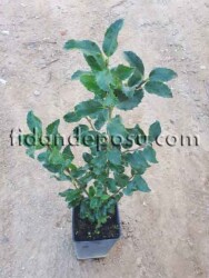 ILEX x MESERVEAE BLUE PRİNCESS(Mavi prenses) BİTKİSİ - 2