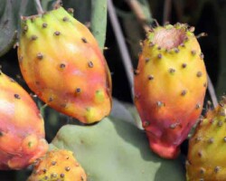 HİNT İNCİRİ (Opuntia ficus-indica) FİDANI - 1