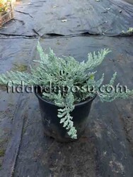 JUNIPERUS HORIZONTALIS 'BLUE CHIP' (Mavi sürünücü ardıç) BİTKİSİ - 1