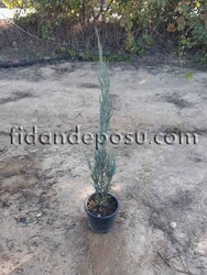 JUNIPERUS VIRGINIANA 'SKYROCKET'(Roket ardıç) - 