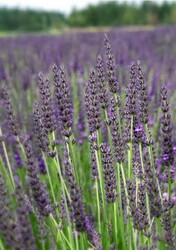 LAVANDULA x İNTERMEDİA'GROSSO' (Lavanta) BİTKİSİ - 1