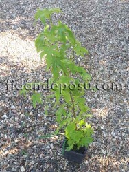 LIQUIDAMBAR STYRACIFLUA (Amerikan sığlası)BİTKİSİ - 2