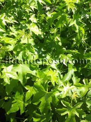 LIQUIDAMBAR STYRACIFLUA (Amerikan sığlası)BİTKİSİ - 3