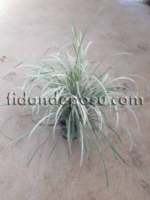 LIRIOPE MUSCARI 'SİLVER DRAGON' (Gümüşi Çim zambağı)BİTKİSİ - 