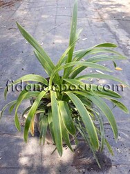 LIRIOPE MUSCARI VARİEGATA (Alaçalı Çim zambağı)BİTKİSİ - 1