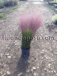 MUHLENBERGIA CAPILLARIS(Pembe pamuk şekeri çimi) BİTKİSİ - 1