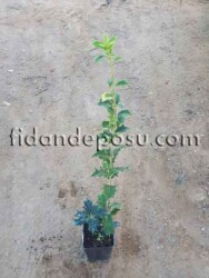 OSMANTHUS AQUIFOLIUM (Kokulu osmantus) BİTKİSİ - 2