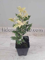 OSMANTHUS HETEROPHYLLUS TRICOLOR (Alacalı kokulu osmantus) BİTKİSİ - 2