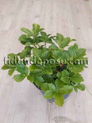 PACHYSANDRA TERMİNALİS (Japon süpürgesi ) BİTKİSİ - 1