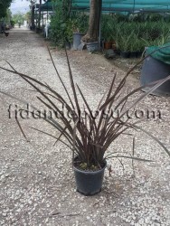 PHORMIUM TENAX ATROPURPUREUM (Kırmızı Yeni Zelanda keteni) - 1