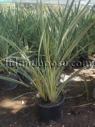 PHORMIUM TENAX VARIEGATA (Alacalı Yeni Zelanda keteni) - 1