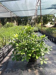 PITTOSPORUM TOBIRA NANA (Bodur pitos,bodur yıldız çalısı) BİTKİSİ - 1