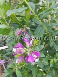 POLYGALA MYRTİFOLİA(Poligala çiçeği,Süt otu) BİTKİSİ - 1