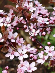 PRUNUS CERACIFERA PISSARDII NIGRA (Süs eriği) FİDANI - 1