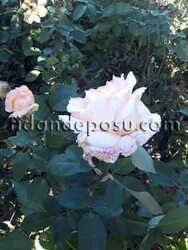 ROSA SPP. (Açık pembe beyaz renkli gül) FİDANI - 1