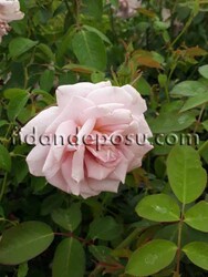 ROSA SPP. (Kokulu eflatun renkli gül) FİDANI - 1