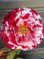 ROSA SPP. (Kokulu TÜRKİYEM-2 GÜL) FİDANI - 