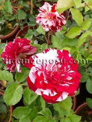 ROSA SPP. (Kokulu TÜRKİYEM-6 ) GÜL - 1