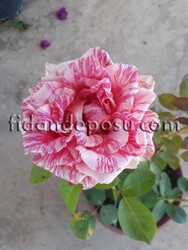 ROSA SPP. (Kokulu TÜRKİYEM-7 ) GÜL - 1